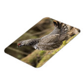 Proud Grouse Magneet (Linkerzijde)