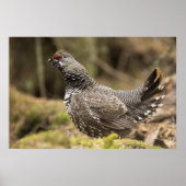 Proud Grouse Poster (Voorkant)