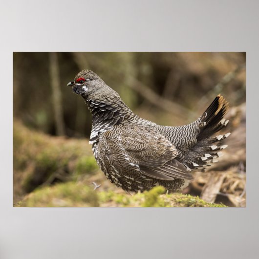 Proud Grouse Poster (Voorkant)