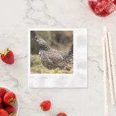 Proud Grouse Servet (Insitu)