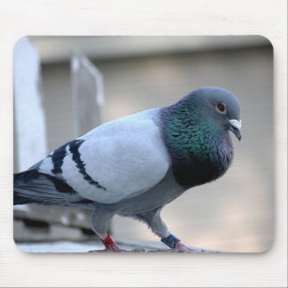 Proud Homing Pigeon Mousepad Muismat