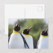 Proud King pinguins foto Briefkaart (Voorkant / Achterkant)