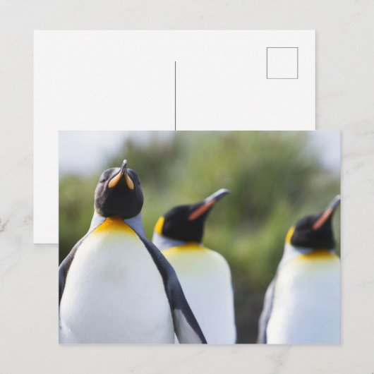 Proud King pinguins foto Briefkaart (Voorkant / Achterkant)