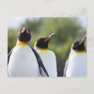 Proud King pinguins foto Briefkaart