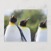 Proud King pinguins foto Briefkaart (Voorkant)