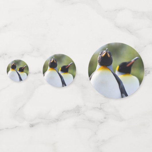 Proud King pinguins foto Confetti (Voorkanten)