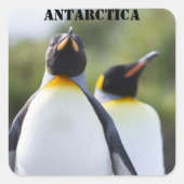 Proud King pinguins foto Vierkante Sticker (Voorkant)