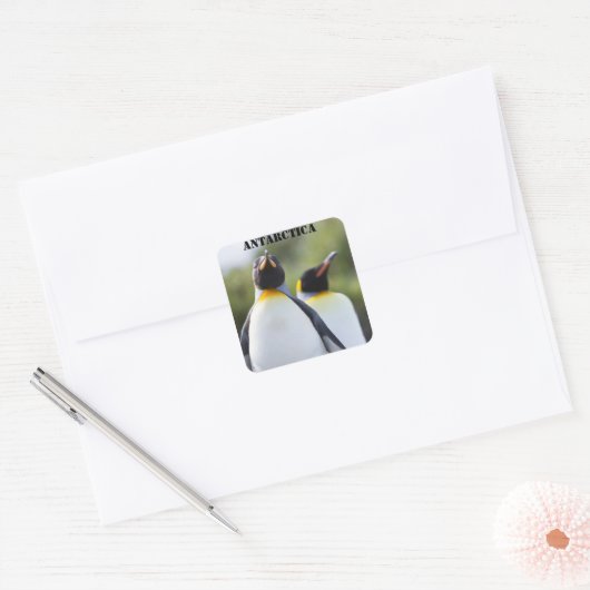 Proud King pinguins foto Vierkante Sticker (Envelop)