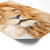 Proud Lion Portrait Foto Afdruk (Hoek)