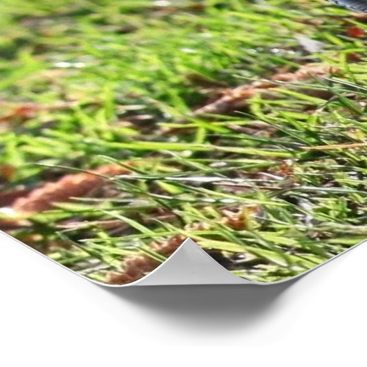 "Proud Little Rooster" Poster (Hoek)