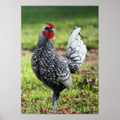 "Proud Little Rooster" Poster (Voorkant)