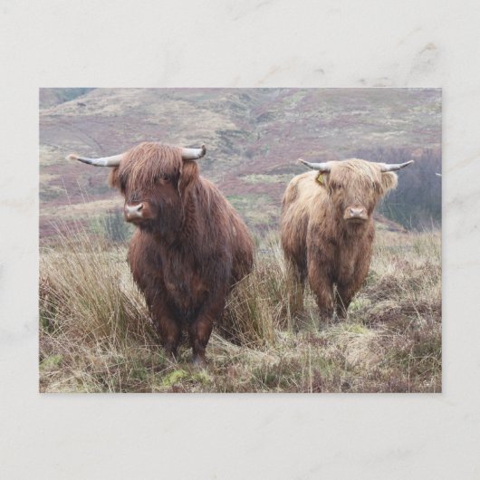 Proud om Schots te zijn! Briefkaart (Voorkant)