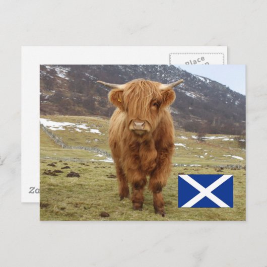 Proud om Schots te zijn! Briefkaart (Voorkant / Achterkant)