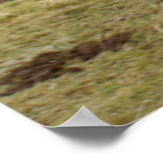 Proud om Schots te zijn! Poster (Hoek)