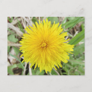 Proud Paardenbloem Bloem. Briefkaart