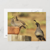 Proud Papa Quail Briefkaart (Voorkant / Achterkant)