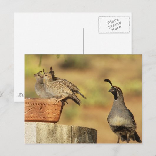 Proud Papa Quail Briefkaart (Voorkant / Achterkant)