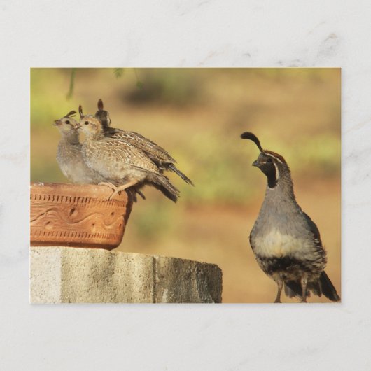 Proud Papa Quail Briefkaart (Voorkant)