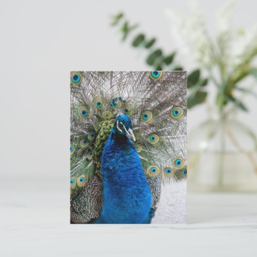 Proud pauock briefkaart (Staand voorkant)