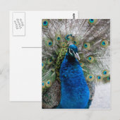 Proud pauock briefkaart (Voorkant / Achterkant)