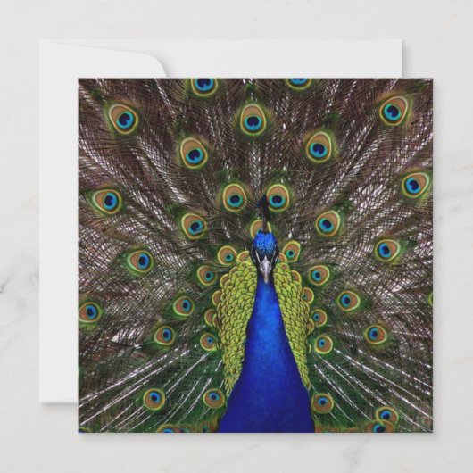 Proud Peacock AFSTUDEREN Invitation Kaart (Voorkant)