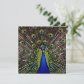 Proud Peacock AFSTUDEREN Invitation Kaart (Staand voorkant)