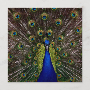 Proud Peacock AFSTUDEREN Invitation Kaart