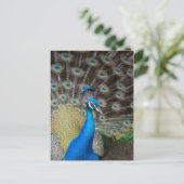 Proud Peacock Briefkaart (Staand voorkant)
