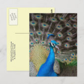 Proud Peacock Briefkaart (Voorkant / Achterkant)
