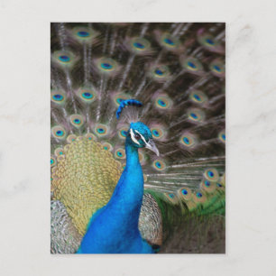 Proud Peacock Briefkaart