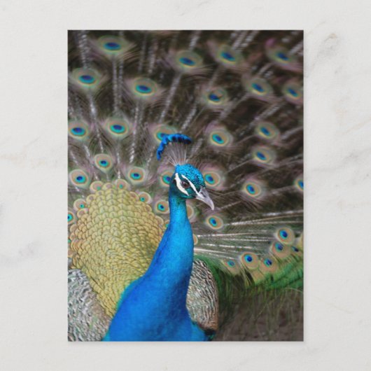 Proud Peacock Briefkaart (Voorkant)