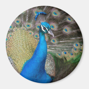 Proud Peacock Magneet
