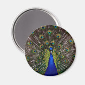 Proud Peacock magnet (Voorkant / Achterkant)