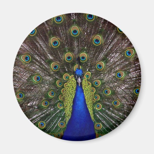 Proud Peacock magnet (Voorkant)