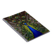 Proud Peacock notitieboek (Rechterzijde)