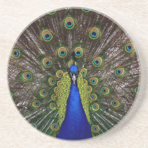 Proud Peacock onderzetter