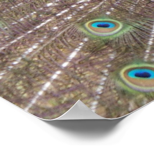 Proud Peacock Poster (Hoek)