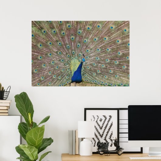 Proud Peacock Poster (Thuiskantoor)