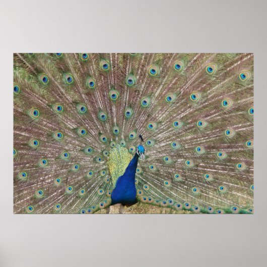Proud Peacock Poster (Voorkant)