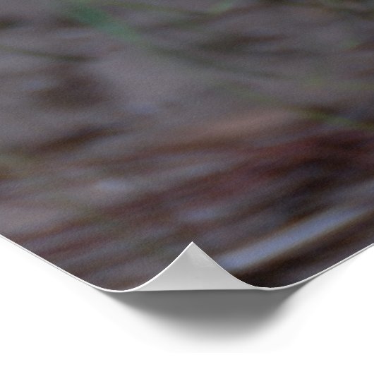 Proud Peacock Poster (Hoek)