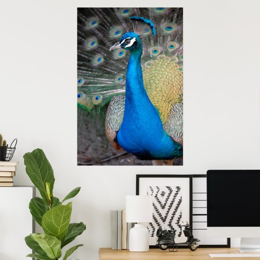 Proud Peacock Poster (Thuiskantoor)