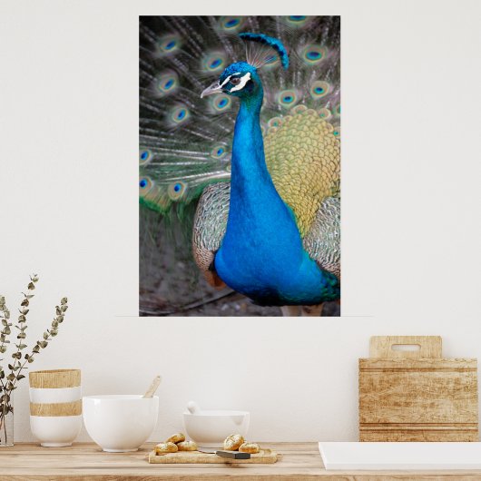 Proud Peacock Poster (Keuken)