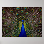 Proud Peacock poster (Voorkant)