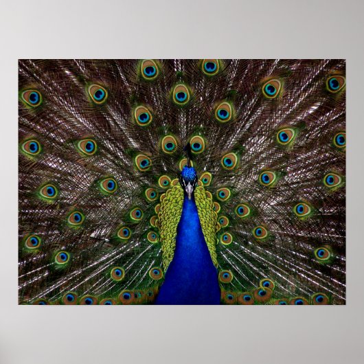 Proud Peacock poster (Voorkant)