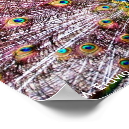 Proud Peacock-Poster of -druk Poster (Hoek)