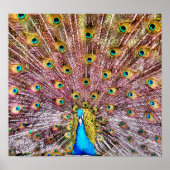 Proud Peacock-Poster of -druk Poster (Voorkant)