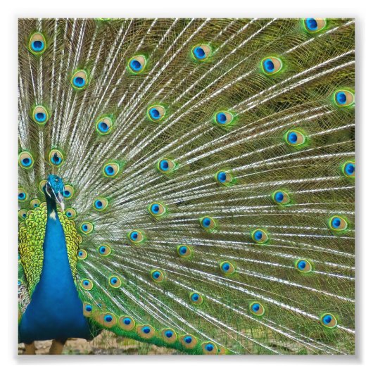 Proud Peacock-veren Foto Afdruk (Voorkant)