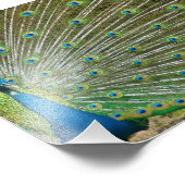 Proud Peacock-veren Foto Afdruk (Hoek)