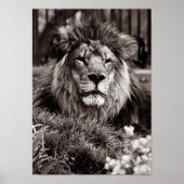 Proud Poster (Voorkant)