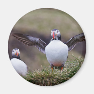 Proud Puffin Magneet